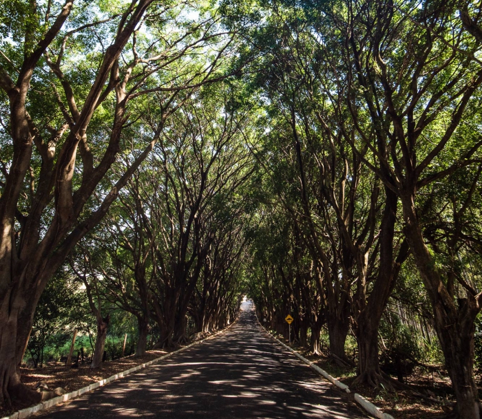 Tunel da Saudade
